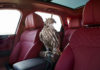 Η Bentayga Falconry με ειδική θέση για το γεράκι σας Η Bentayga Falconry με ειδική θέση για το γεράκι σας