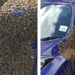 Μέλισσες επιτίθενται σε Nissan Juke