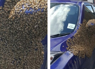 Μέλισσες επιτίθενται σε Nissan Juke